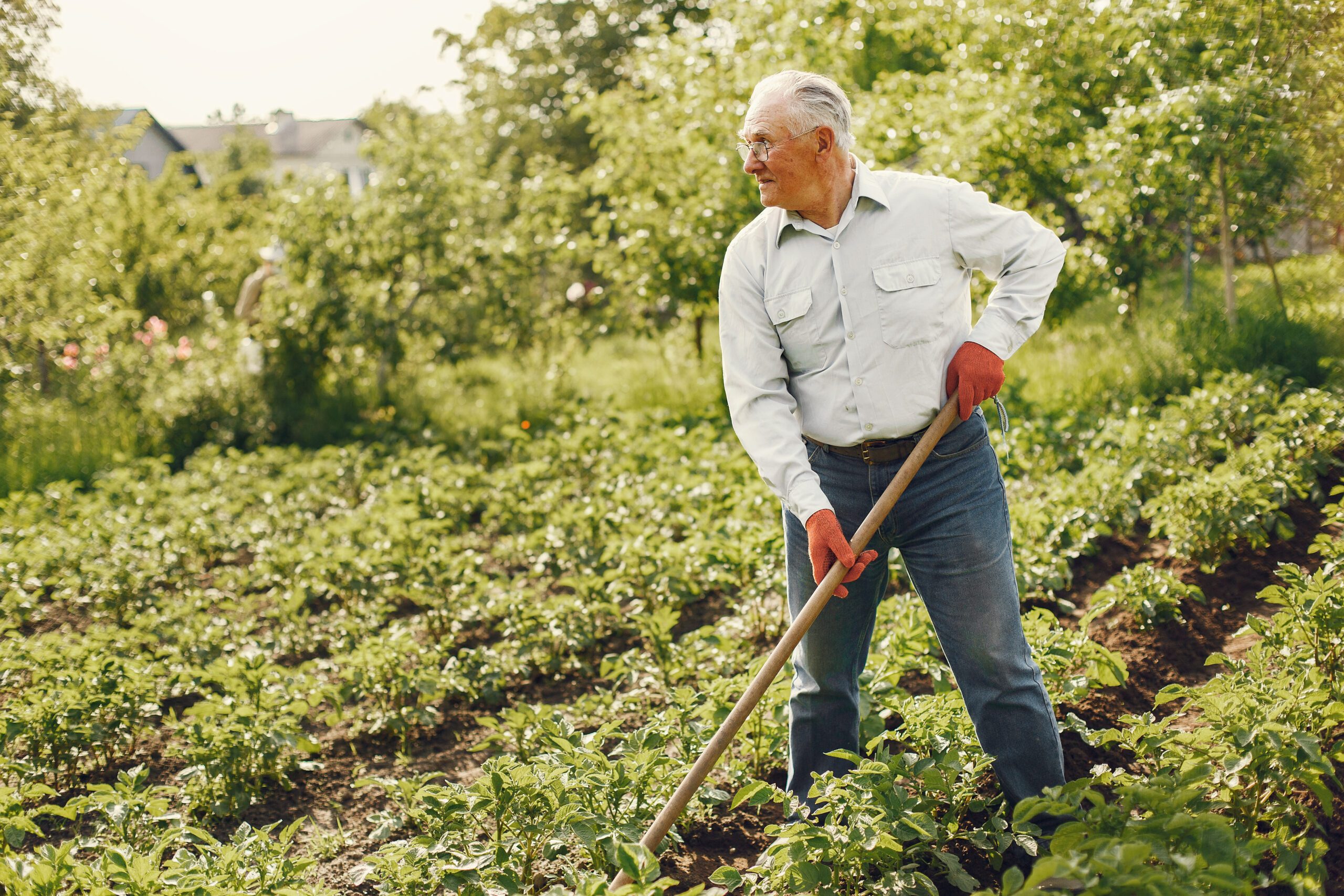 Senior gardener is enjoying his work in garden. Old man in a white shirt.
